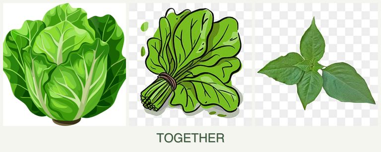 Can you plant lettuce, spinach and basil together?