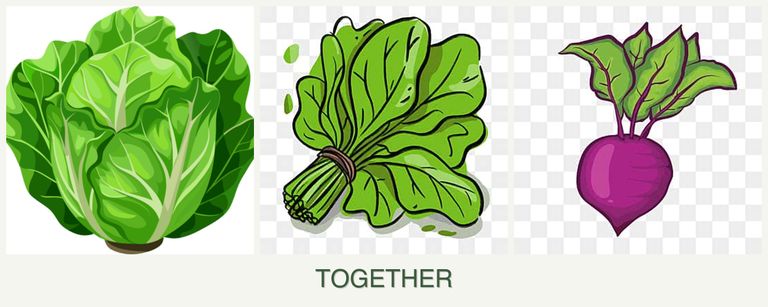 Can you plant lettuce, spinach and beets together?