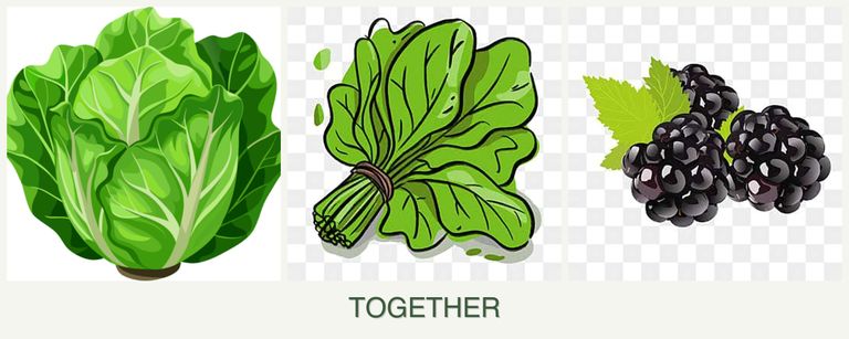 Can you plant lettuce, spinach and blackberries together?