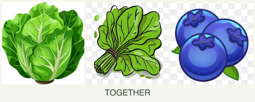 Can you plant lettuce, spinach and blueberries together?