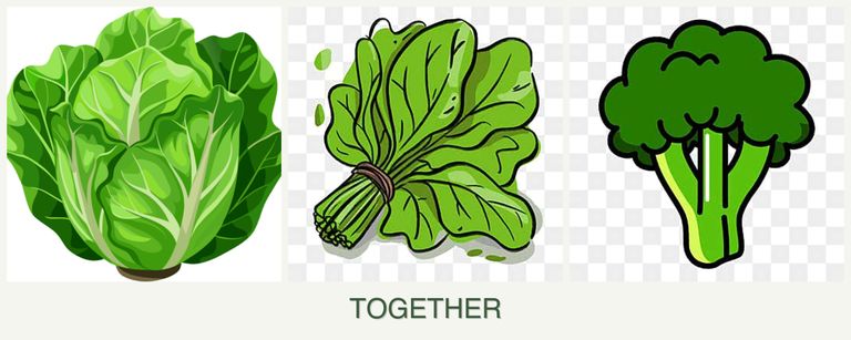 Can you plant lettuce, spinach and broccoli together?