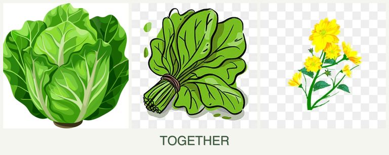 Can you plant lettuce, spinach and calendula together?