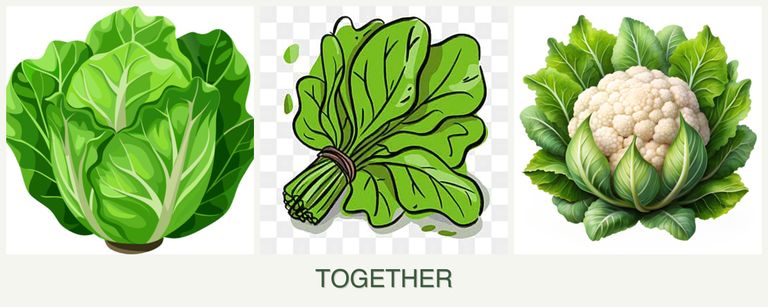 Can you plant lettuce, spinach and cauliflower together?