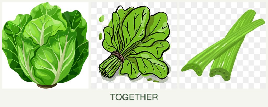 Can you plant lettuce, spinach and celery together?