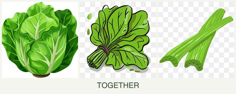 Can you plant lettuce, spinach and celery together?