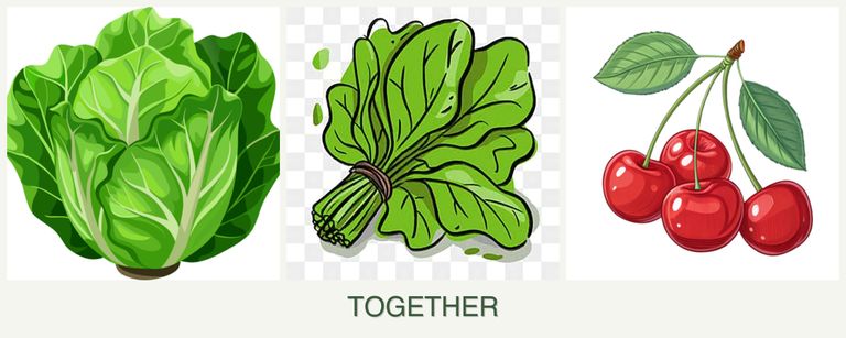 Can you plant lettuce, spinach and cherries together?