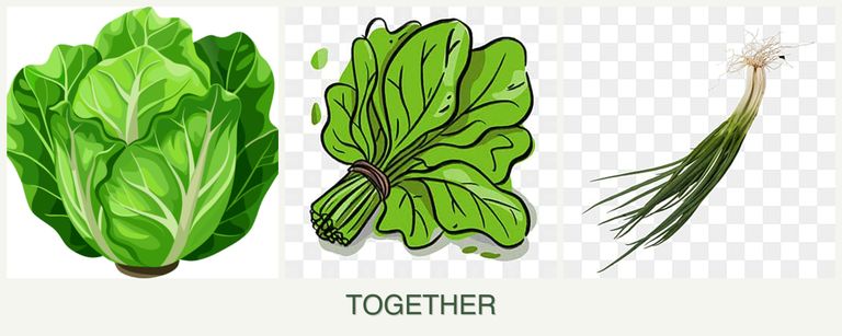 Can you plant lettuce, spinach and chives together?