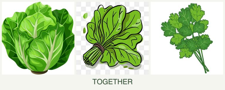 Can you plant lettuce, spinach and cilantro together?