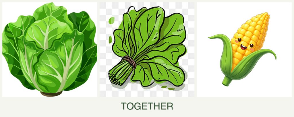 Can you plant lettuce, spinach and corn together?