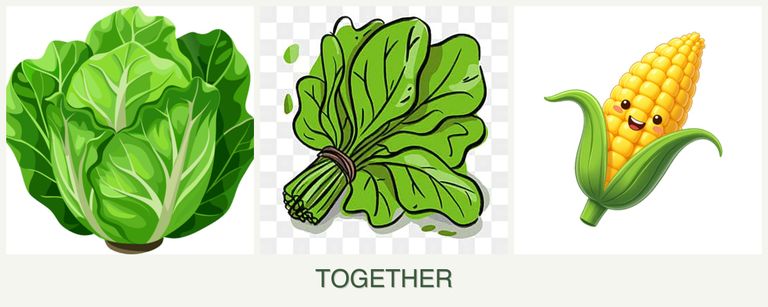 Can you plant lettuce, spinach and corn together?