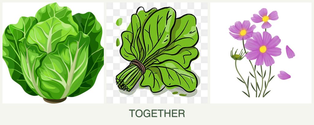 Can you plant lettuce, spinach and cosmos together?