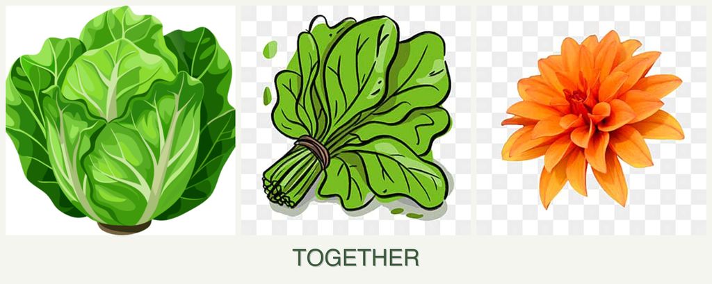 Can you plant lettuce, spinach and dahlias together?