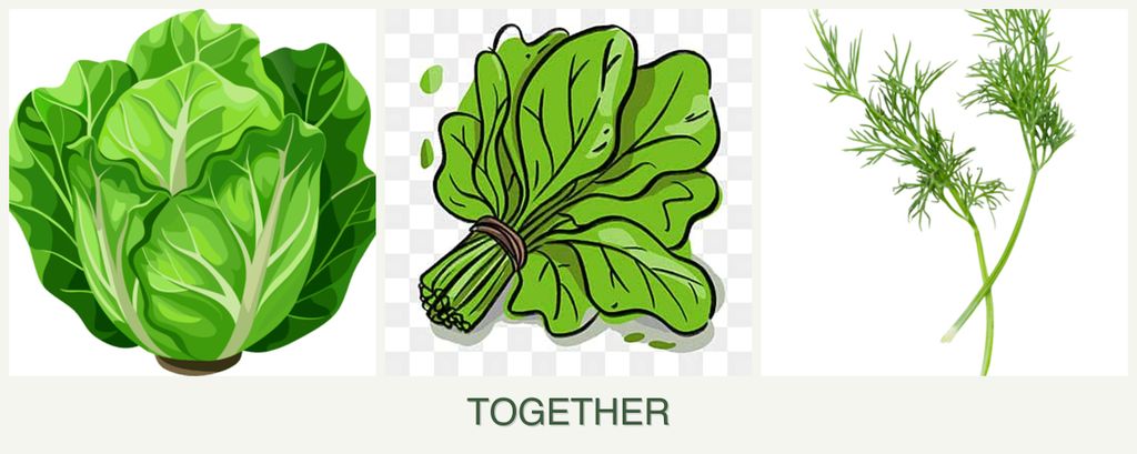 Can you plant lettuce, spinach and dill together?