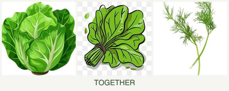 Can you plant lettuce, spinach and dill together?