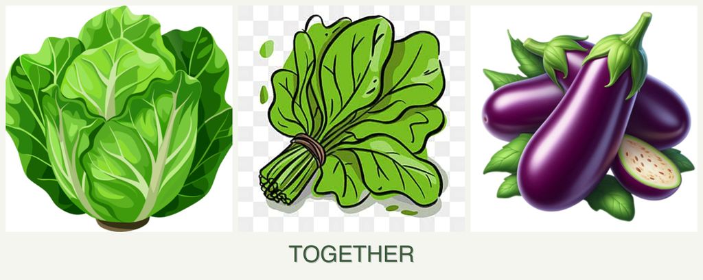 Can you plant lettuce, spinach and eggplant together?