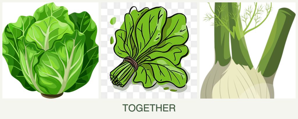 Can you plant lettuce, spinach and fennel together?