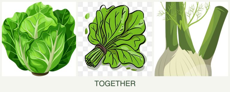 Can you plant lettuce, spinach and fennel together?