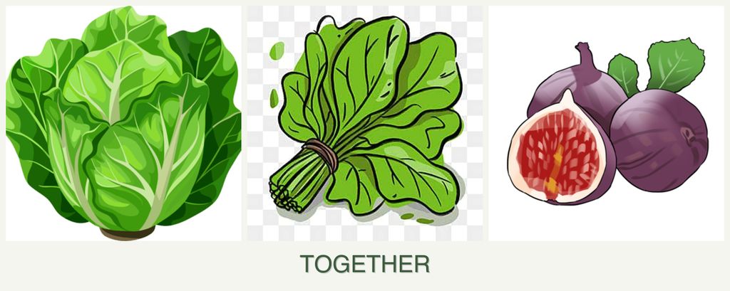 Can you plant lettuce, spinach and figs together?
