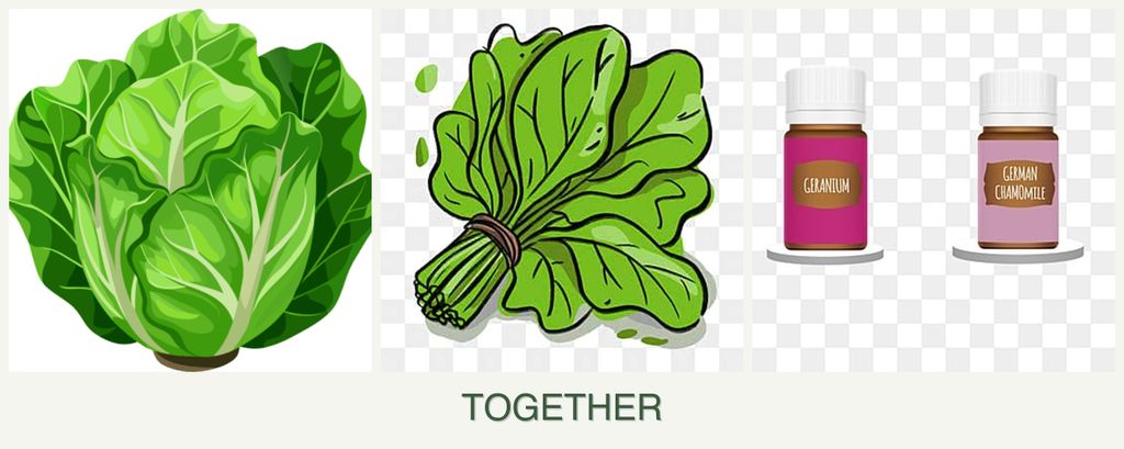 Can you plant lettuce, spinach and geraniums together?