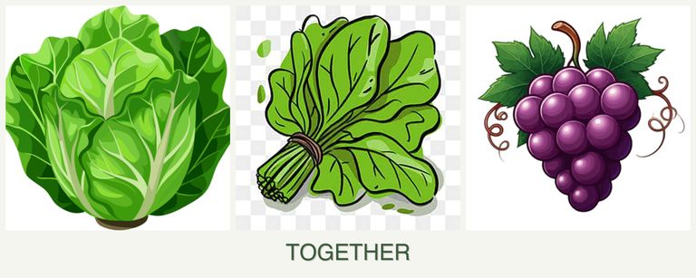 Can you plant lettuce, spinach and grapes together?