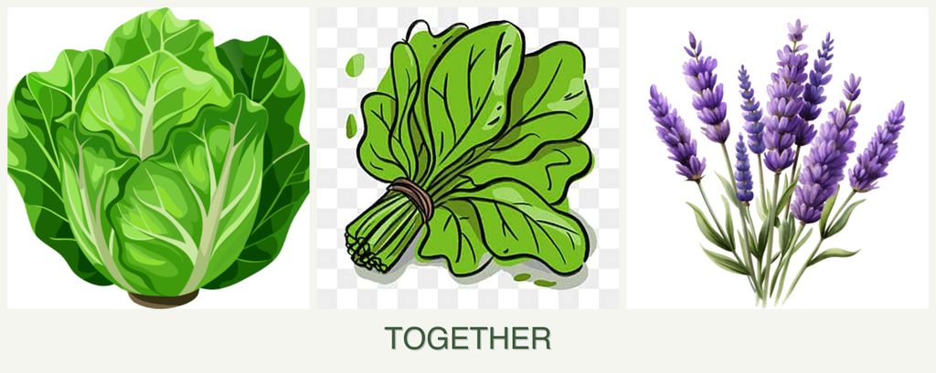 Can you plant lettuce, spinach and lavender together?