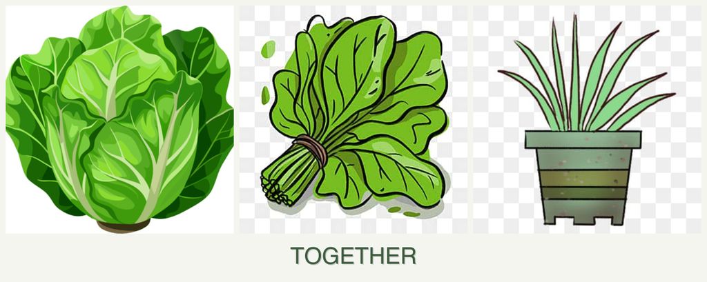 Can you plant lettuce, spinach and lemongrass together?