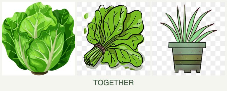 Can you plant lettuce, spinach and lemongrass together?