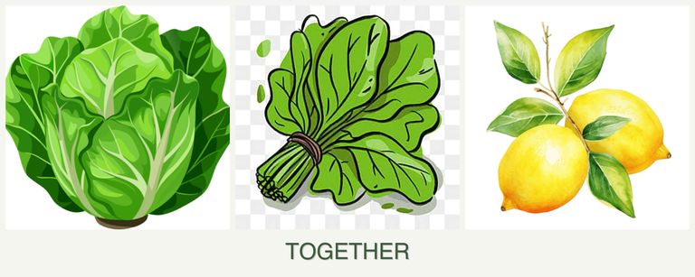 Can you plant lettuce, spinach and lemons together?
