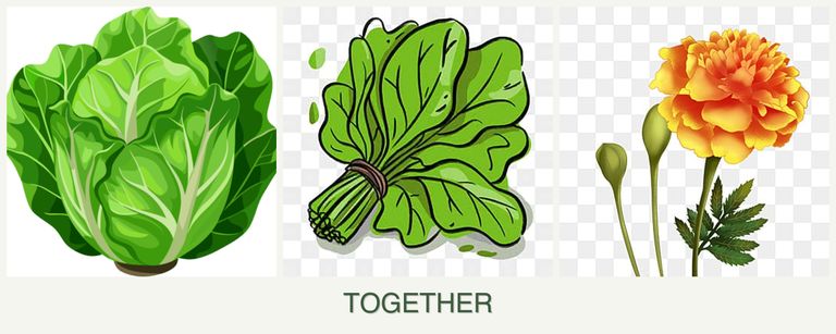Can you plant lettuce, spinach and marigolds together?