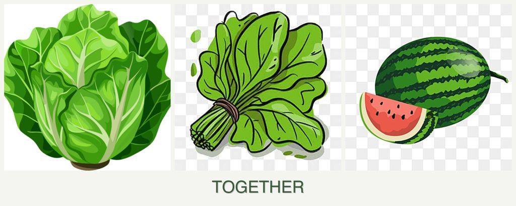Can you plant lettuce, spinach and melons together?