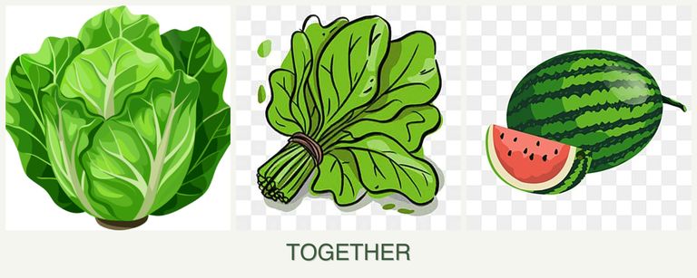 Can you plant lettuce, spinach and melons together?