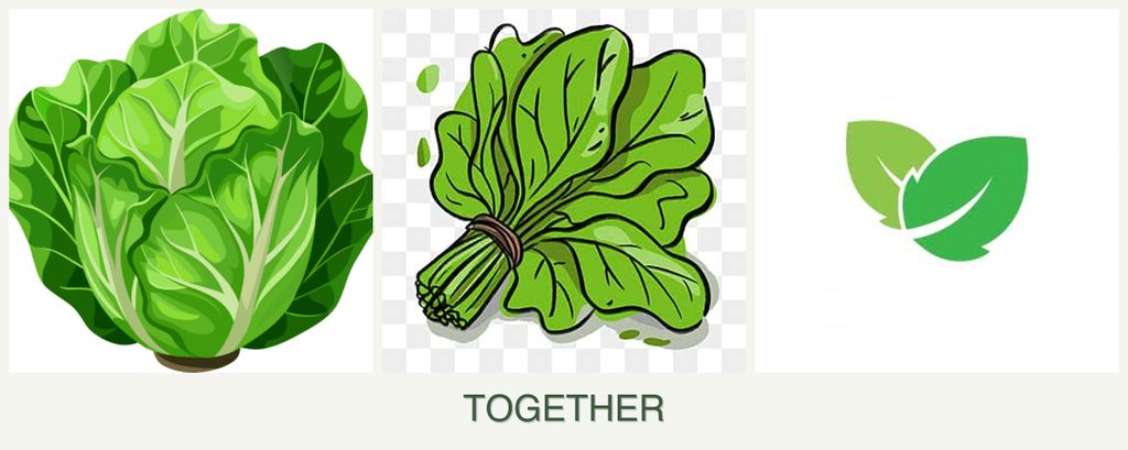Can you plant lettuce, spinach and mint together?