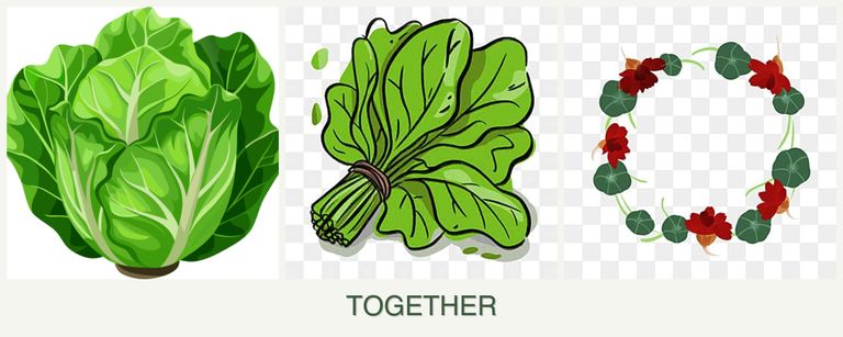 Can you plant lettuce, spinach and nasturtiums together?