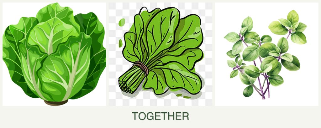 Can you plant lettuce, spinach and oregano together?