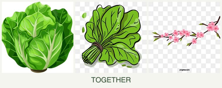 Can you plant lettuce, spinach and peaches together?