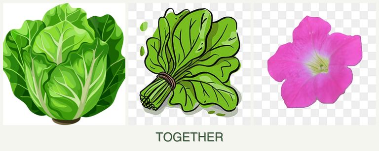 Can you plant lettuce, spinach and petunias together?