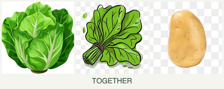 Can you plant lettuce, spinach and potatoes together?