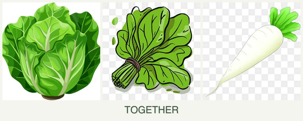 Can you plant lettuce, spinach and radishes together?