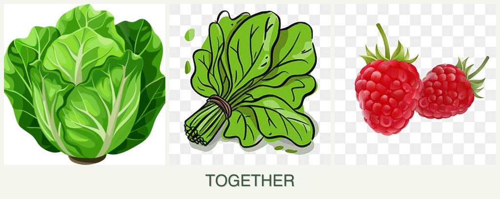 Can you plant lettuce, spinach and raspberries together?