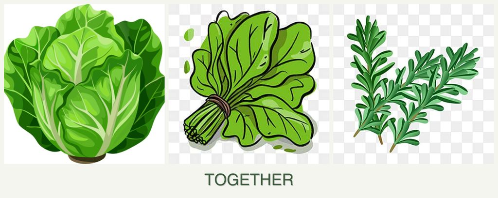 Can you plant lettuce, spinach and rosemary together?