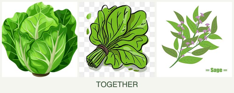 Can you plant lettuce, spinach and sage together?