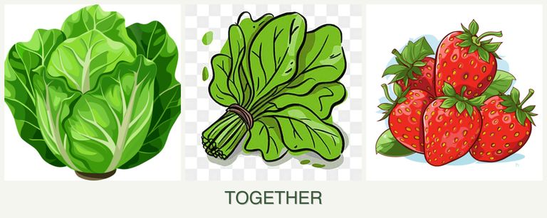 Can you plant lettuce, spinach and strawberries together?