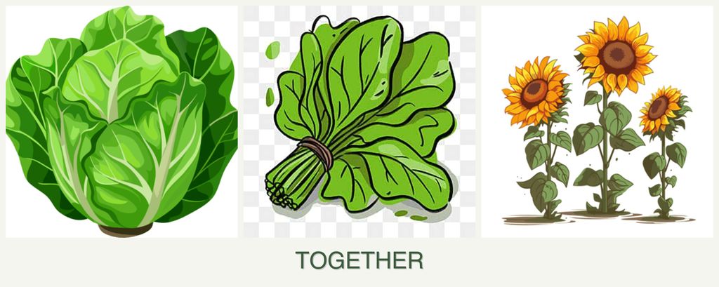 Can you plant lettuce, spinach and sunflowers together?