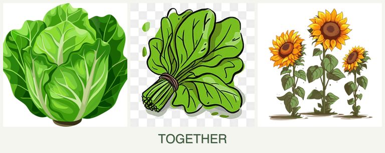 Can you plant lettuce, spinach and sunflowers together?