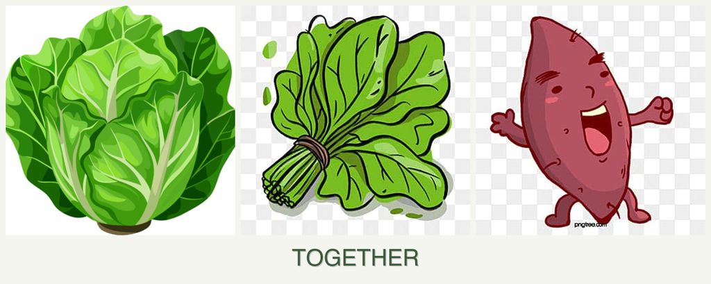 Can you plant lettuce, spinach and sweet potatoes together?