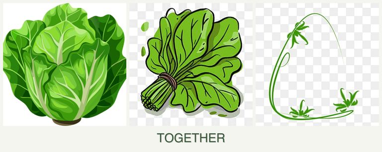 Can you plant lettuce, spinach and tarragon together?