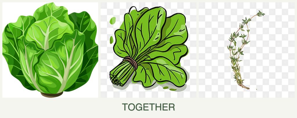 Can you plant lettuce, spinach and thyme together?