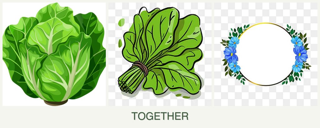 Can you plant lettuce, spinach and zinnias together?