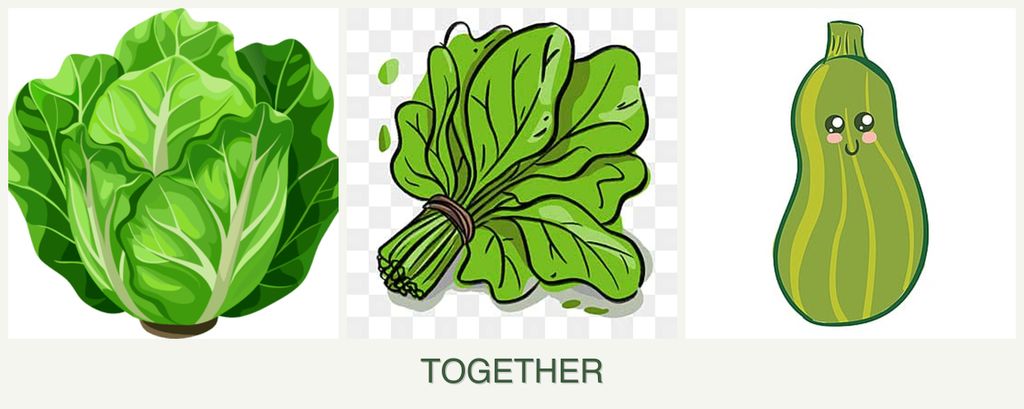 Can you plant lettuce, spinach and zucchini together?