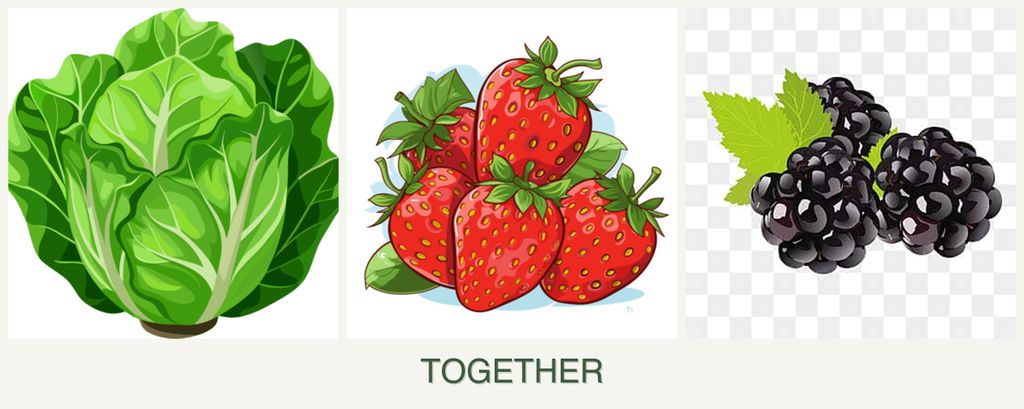 Can you plant lettuce, strawberries and blackberries together?